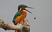 TONY HOWES - Kingfisher bringing up pellet